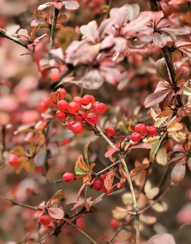 【美丽四川】平武沙棘沟行记：穿过五公里雨雪晴阴 收获“无执”的秋日‖柳红樱