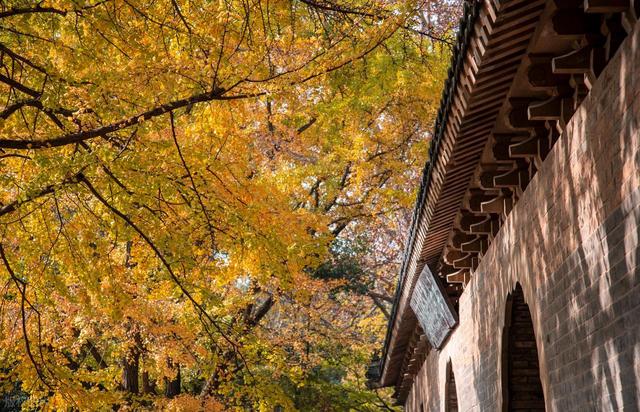 南京灵谷寺秋日童话：彩虹树正绚烂，邂逅限定浪漫，求姻缘超灵！