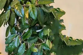 球兰开花的关键：谨记 5 个“不要”，花球如瀑布般倾泻图片