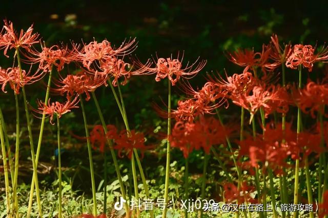 汉中这片彼岸花已进入最佳观赏期！