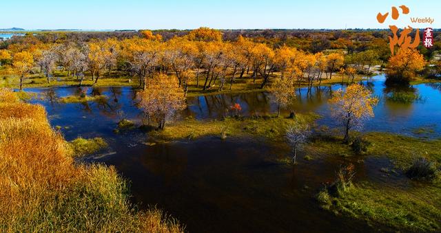 【小陇画报·435期】民勤：千顷湿地卧戈壁 续写生态新画卷
