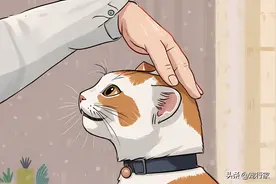 猫身上有些部位，不是谁都能摸，除非是把你当亲妈了图片