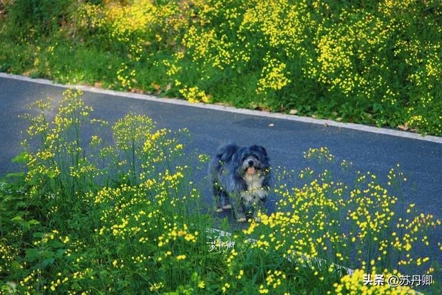带宠撒欢隐世山居！武汉周边游｜3天2晚就在这里发呆