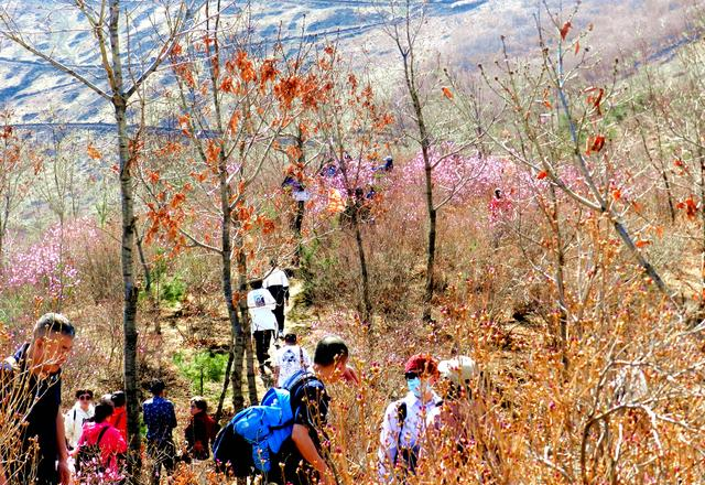 闻名省内外的“本溪地区最大的野生映山红花海”即将迎来观赏季