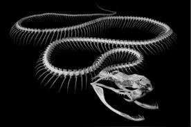 中国第一毒蛇有多强？杀人数碾压眼镜王蛇，世界最毒蛇也不如它！图片