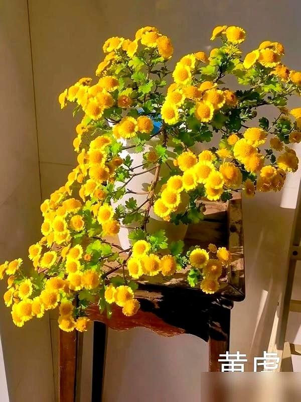 阴花不能进阳宅！这5种花“打死”也不养，家里若有？快挪走！