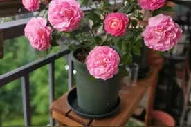 家中养月季，用3个方法，可以让它连续开花，花色鲜艳，人人喜爱图片