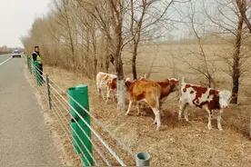 牛群高速“吃大餐” 民警上演“赶牛记”图片