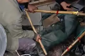 湘西老屋拆迁，挖出巨型“镇宅鲵”重达40斤，这是打开了锁龙井？图片