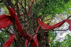 7年前“树人”刘忠文，手脚长满树枝，生活无法自理，如今怎样了图片