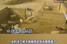 老人穿红衣进羊圈被羊顶撞身亡，乡政府：老人已出殡，羊被宰杀图片