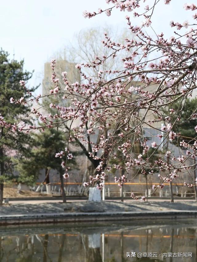 呼和浩特赏花攻略：最佳地点+公交出行指南