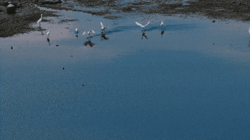 鄱阳湖畔的秋日舞会