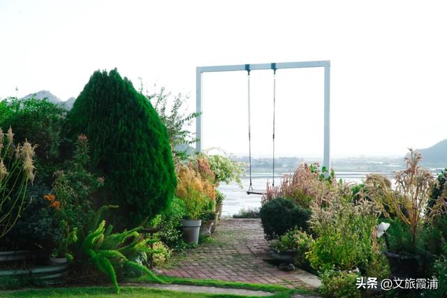 霞浦花沁石,海边莫奈花园的秋冬独属烂漫