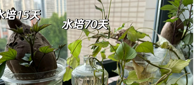 江苏一女子因一棵“水培红薯”走红，网友：美到心坎里，太治愈了