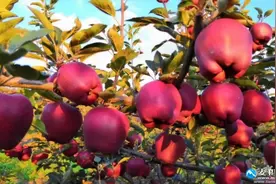 冯沙驼：天水花牛苹果图片