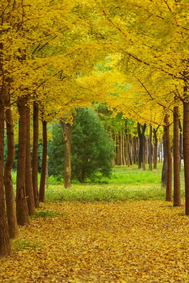 收藏一个秋天,石景山绝美秋色大公开