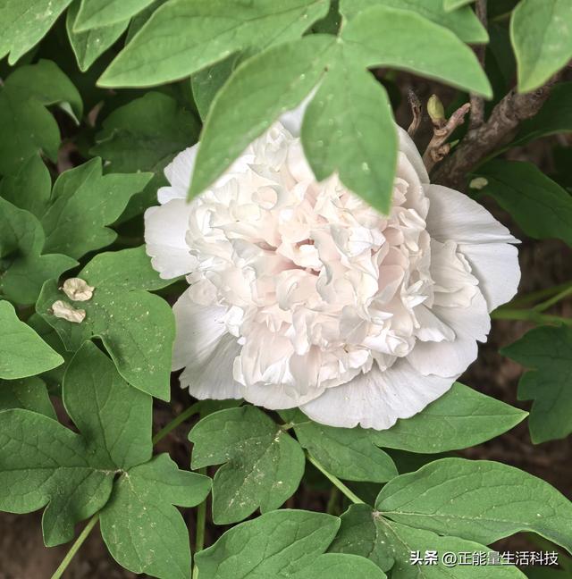 青岛城阳这处“国色天香”藏不住了！火爆了！