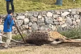 隔着屏幕都疼！长颈鹿跌倒后痛苦挣扎，动物园回应图片