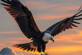 大鹏展翅翱翔天际，心向自由无畏前行图片