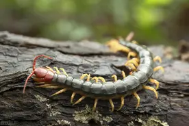 蜈蚣在家出现是啥原因？蜈蚣一旦出现在家里就要当心这些问题了！图片