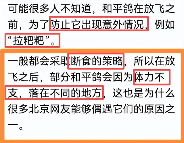 阅兵放飞信鸽翻车现场：不少鸽子“越狱”，原因曝光让养鸽人泪崩