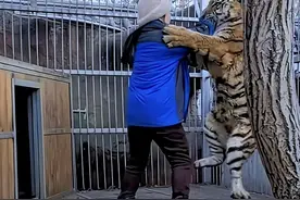 狐假虎威？当东北虎饲养员和猛兽亲密互动，才知道寓言故事没骗人图片