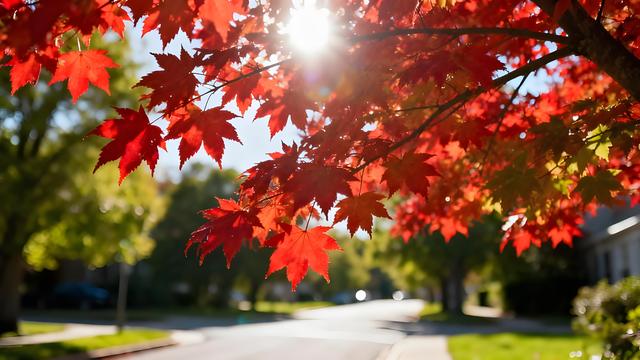 嵩岳丹枫燃暮色，汴梁金蕊醉商都 —— 郑州清秋纪行笺