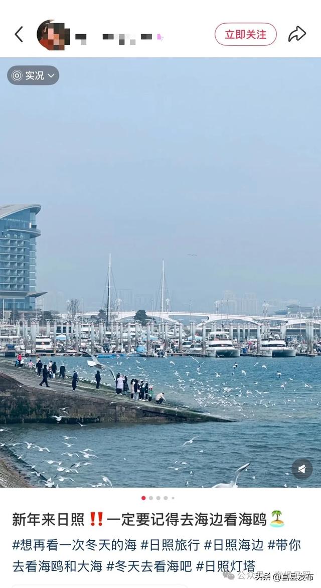 数量倍增！火爆出圈！来这片海“鸥遇”，已成为日照文旅新IP！