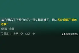 为什么都说边牧聪明? 看完分享: 我有理由怀疑边牧不会说人话是装的图片