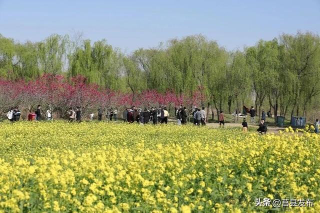 家门口的金色浪漫！莒县沭河公园油菜花火了