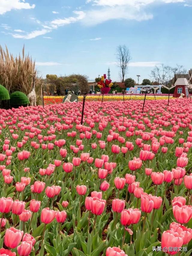 繁花迷眼，那就“卷”点绿！这个周末冲滇池畔的湿地公园，踏青、露营、出片率100%！详细攻略→