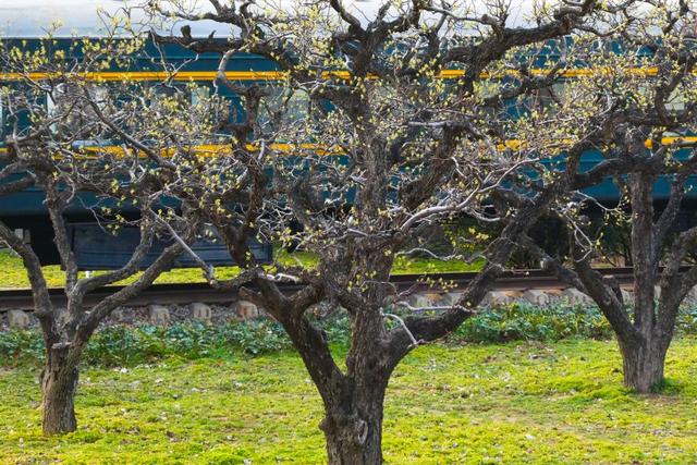 Color Walk正流行！收好这份郑州春日色彩图鉴，解锁“多巴胺”城市漫游