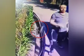 广东眼镜王蛇偷袭人，连续两次攻击落空，眼镜王蛇真有这么弱？图片