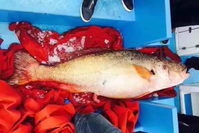 鳘鱼胶价格 2026年鳘鱼胶价格一般多少钱一斤