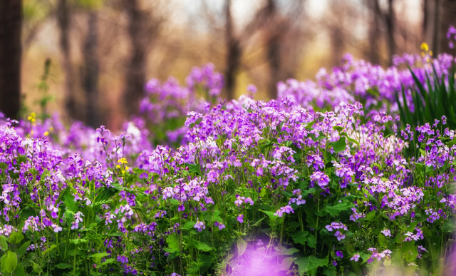 上海一公园火了！彩色油菜花+玉兰樱花同开，免费赏花正当时