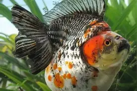 2023十大比较名贵的金鱼排行榜揭晓！图片