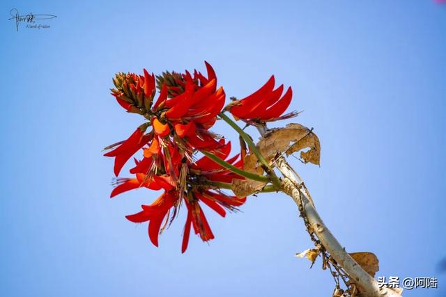 云南保山有条海棠路，种满的却是刺桐花，春日风景堪称一绝