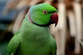 生命力超强的国产鹦鹉，已在国内生活一百多年！图片