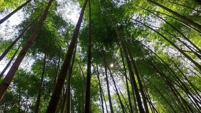 联动抖音官方ip“来江西晒个秋”带你玩转鹰潭，跟随旅游主播，打卡秋日同款场景！