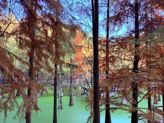 “初冬的童话”！青山湖水上森林“一天更比一天红”