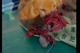 金毛打架脸被撕烂一半，主人嫌弃把它卖掉，它还觉得是自己的错！图片