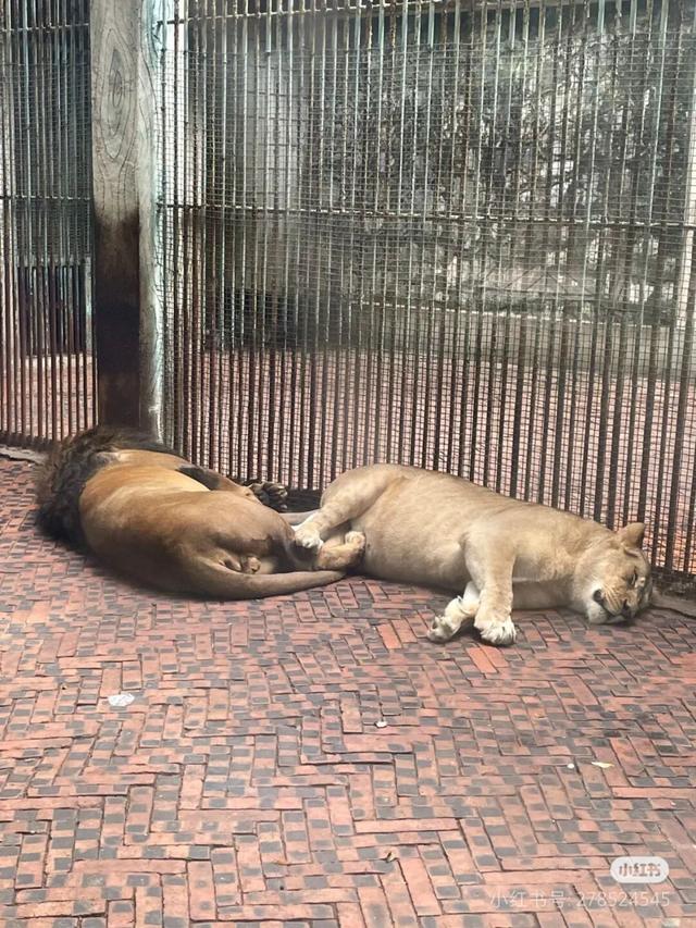 美疯了！高铁直达“四川小三亚”，花海开爆！草莓按盆吃，烧烤香迷糊！