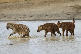 非洲二姐母鬣狗不愧是金刚芭比大姐大：不但有丁丁，还能生孩子图片