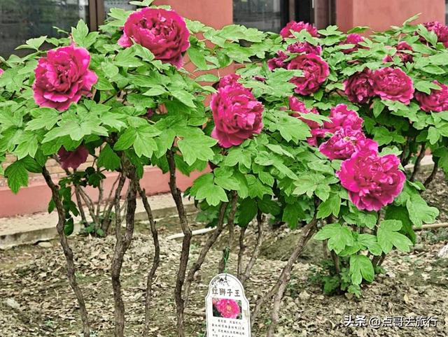 成都20000株牡丹惊艳盛放，华丽与黄墙相映，不愧是顶流赏花地！