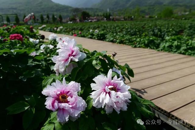 美得逆天！绵竹这里400亩牡丹已成花海，免费......