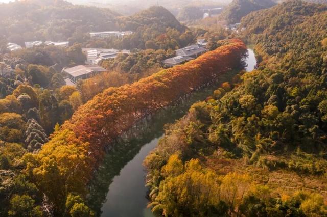 秋末冬初 | 漫步花溪黄金大道，坠入自然挥就的鎏金幻梦！