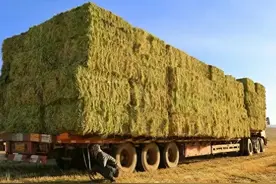 事关小麦青贮，权威部门回应，1500元每亩背后的真相图片