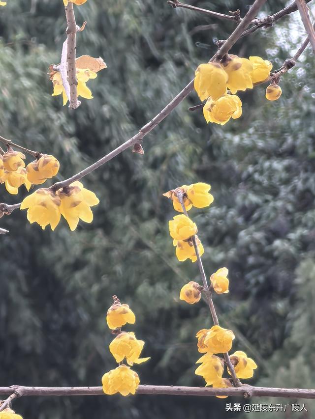冬游如皋水绘园 亭台楼阁才子佳人水相会 匠心独运天地人造似天成