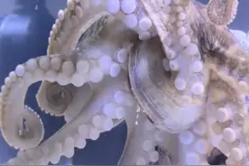 送儿子一只章鱼当生日礼物，结果孵出50个宝宝之后，一切都不对了图片